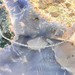 زنجیر نقره وارداتی زنانه آبکاری طلا سفید 1شماره 